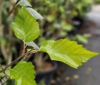 Betula utilis 'Doorenbos' - Himalayaberk - 1