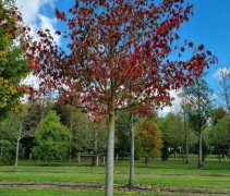 acer rufinerve 