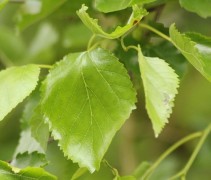 blad Morus alba 