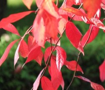 Nyssa sylvatica herfstkleuren
