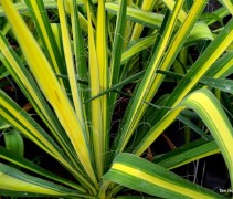 Yucca flaccida 'Golden Sword'