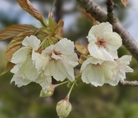 Prunus serrulata 'Ukon' - Japanse sierkers 'Ukon' - 1
