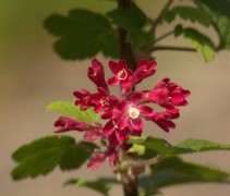 Ribes sanguineum 'King Edward VIII'