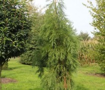 Sequoiadendron Barabits Requiem ook wel Mammoetboom 'Barabits Requiem' genaamd