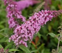 Buddleja davidii 'Pink Delight' - Vlinderstruik 'Pink Delight' - 2
