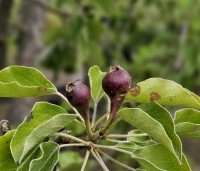 Pyrus com. 'Gieser Wildeman"  - Pyrus com. 'Gieser Wildeman"  - kleine onrijpe peren in mei