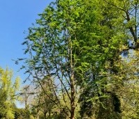 Metasequoia glyptostroboides - Chinese Moerascipres - 1