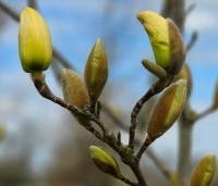 Magnolia 'Yellow River' - Magnolia 'Yellow River' - bloeit vanaf begin april