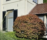 Acer palmatum - Japanse Esdoorn - 3