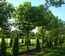 Liriodendron tulipifera, dakvorm 