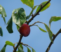 Prunus dom. ‘Victoria’