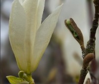 Magnolia kobus 'Isis' - Magnolia 'Isis' - 1