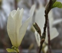 Magnolia kobus 'Isis' - Magnolia 'Isis' - 2