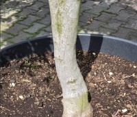 Acer palmatum 'Jiro-shidare' - Japanse esdoorn treurvorm - 5