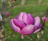 Magnolia 'Cleopatra' - Magnolia 'Cleopatra' - 1