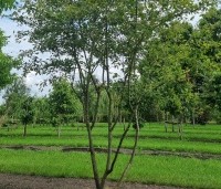 Amelanchier lamarckii - Krentenboompje - 1