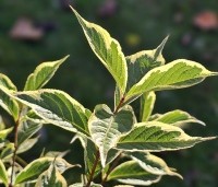 Aucuba jap. 'Variegata' - Broodboom 'Variegata' - 1
