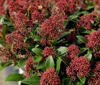 Skimmia japonica 'Rubella' - Skimmia - 1