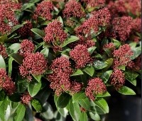 Skimmia japonica 'Rubella' - Skimmia - 2