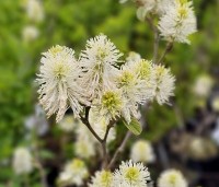 Fothergilla major - Lampepoetserstruik major - 1