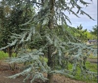 Cedrus libani 'Glauca' - Blauwe Ceder - 2