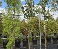 Davidia involucrata - Vaantjesboom - 2