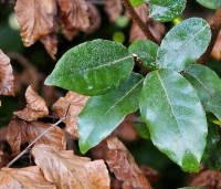 Elaeagnus ebbingei - Olijfwilg - 4
