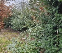 Elaeagnus ebbingei - Olijfwilg - 2