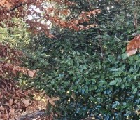 Elaeagnus ebbingei - Olijfwilg - 3