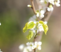 Cercis chinensis 'shirobana'