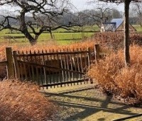 Hakonechloa macra - Japans siergras - winterbeeld