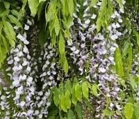 Wisteria floribunda 'Macrobotrys' - Blauwe regen - 1