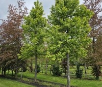 Liquidambar formosana var. monticola - Taiwanese amberboom - voorjaar 2024