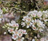 Pyrus com. 'Bonne Louise d'Avranches - Pyrus com. 'Bonne Louise d'Avranches - 1
