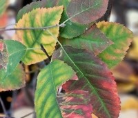 Amelanchier lamarckii - Krentenboompje - 5