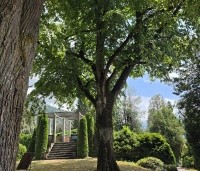 Tilia platyphyllos - Zomerlinde - 6