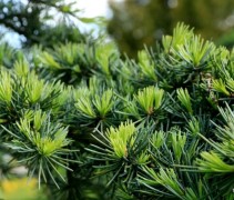 Cedrus deodara 'Karl Fuchs' detail naalden