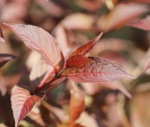 Diervilla splendens 'Diva'