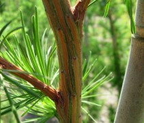 Larix kaempferi
