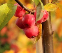 Malus 'Red Sentinel'
