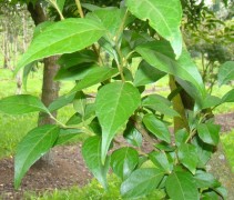 blad Styrax japonica 