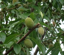 Prunus dulcis