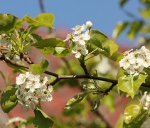 Pyrus calleryana 'Chanticleer' bloesem