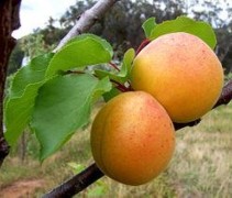 Tros Oranje