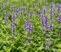 De Agastache 'Blue Fortune' in een van onze projecten met vakbeplanting