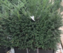 Kant en klaar haag Taxus