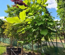 Magnolia macrophylla