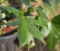 Liquidambar styraciflua 'Oakville Highlight' - Zuilvormig groeiende amberboom - 3