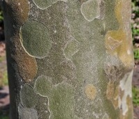 Platanus hispanica - Plataan - 4