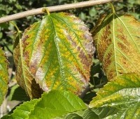 Morus illinois 'Everbearing' - Rode moerbei (kruising alba x rubra) - 2
